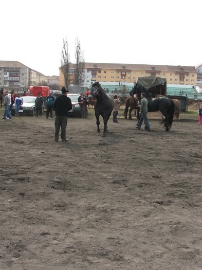 DSCF7301 - Expozitie Cai Sibiu 2011