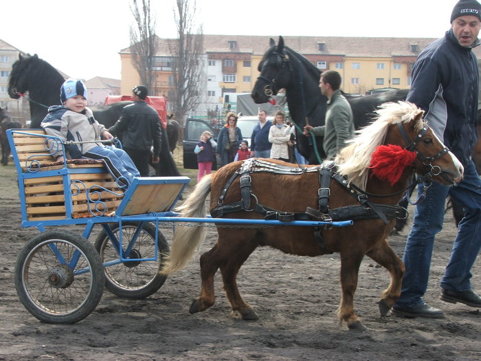 DSCF7302 - Expozitie Cai Sibiu 2011