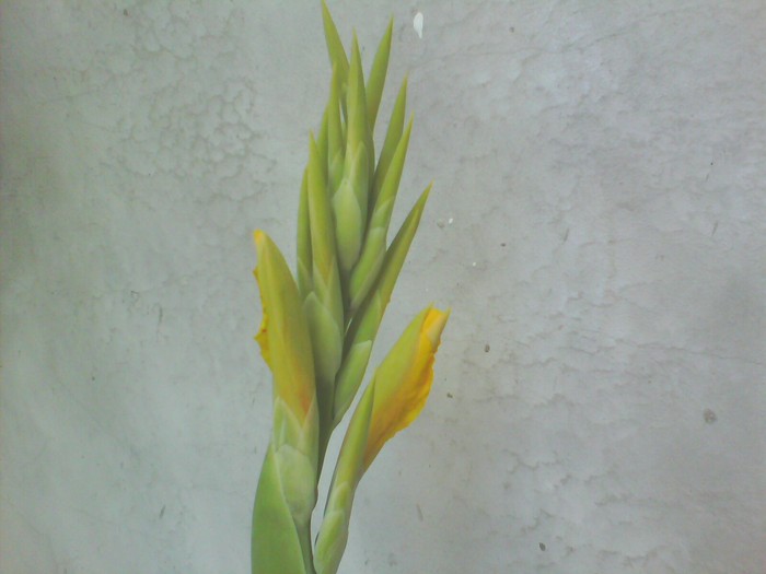 canna imbumbita