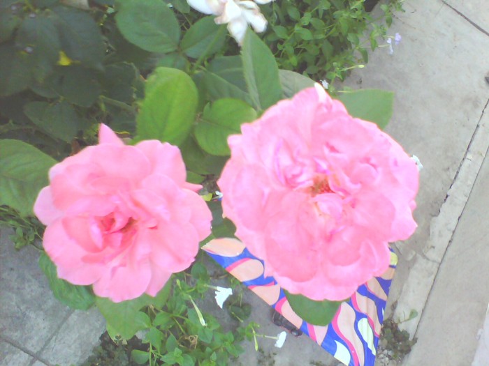 IMG0247A - trandafiri