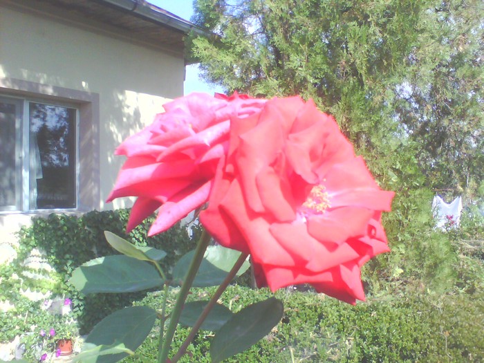IMG0294A - trandafiri