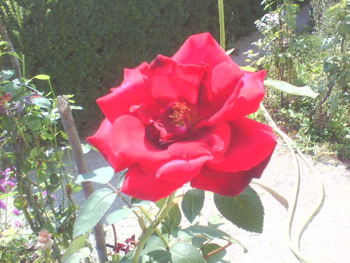 IMG0295A - trandafiri