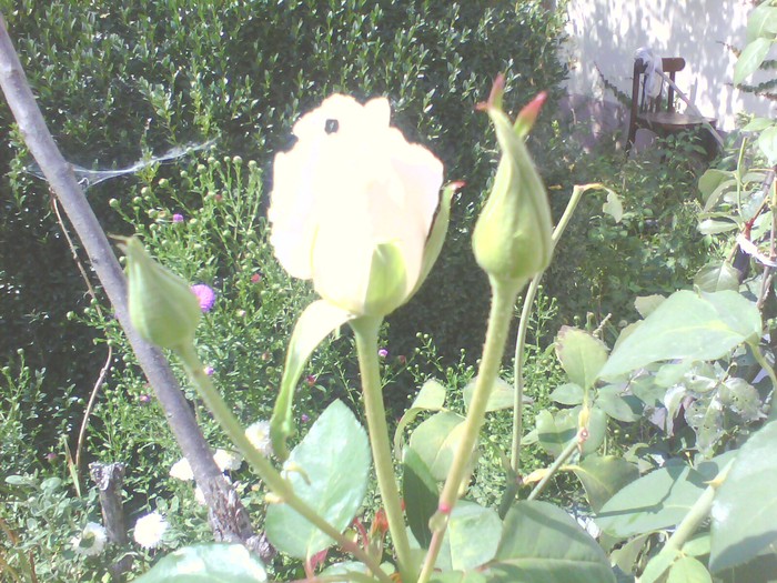 IMG0296A - trandafiri