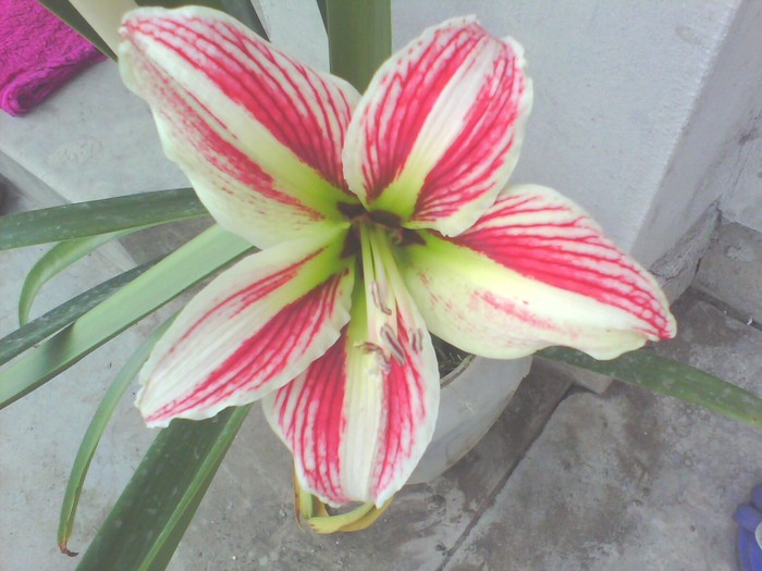 amaryllis