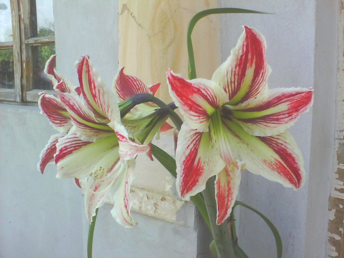 amaryllis hippeastrum