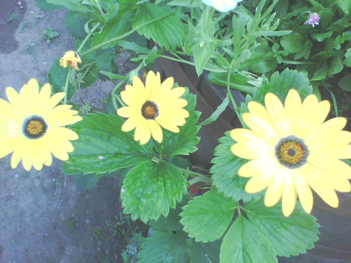 Osteospermum - African Daisy galbena - margarete africane