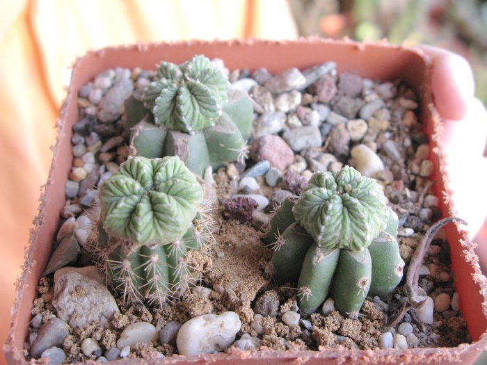 AZTEKIUM RITTERI