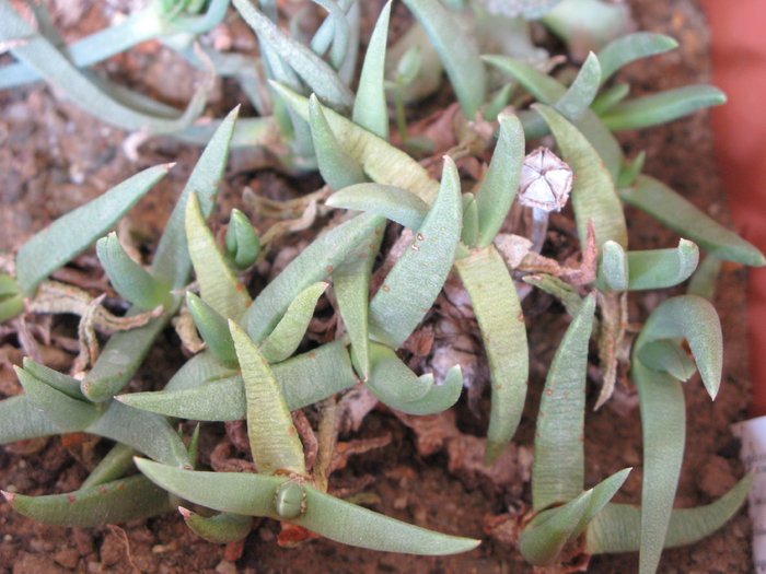 IMG_3747 - Asclepiadaceae  Aizoaceae