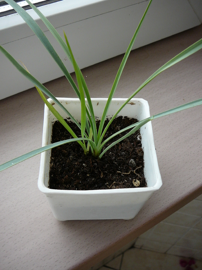 Yucca rostrata; din seminte plantata in aprilie trecut
