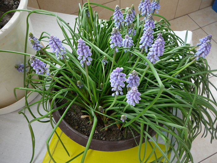 muscari -martie - Flori in 2011