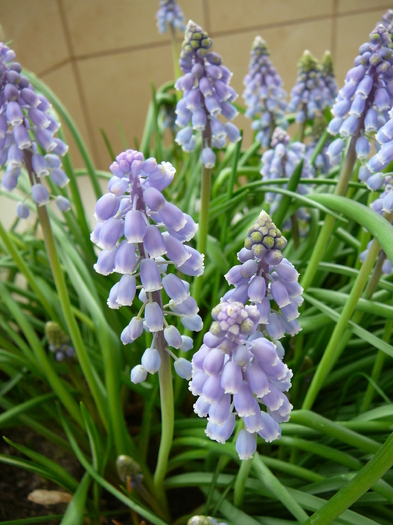 muscari - martie 2011 - Flori in 2011