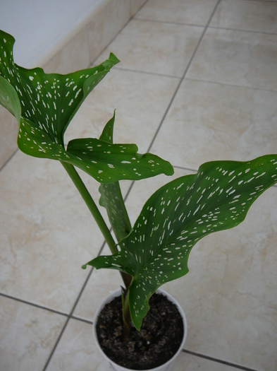 Cala - Flori in 2011