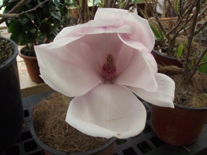 DSCF0868 - magnolia