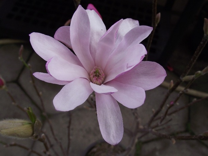 DSCF0874 - magnolia