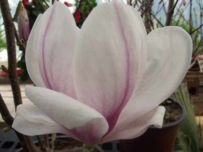 Soulangeana - magnolia