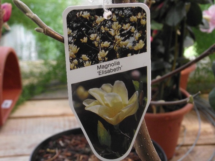 Elisabet - magnolia