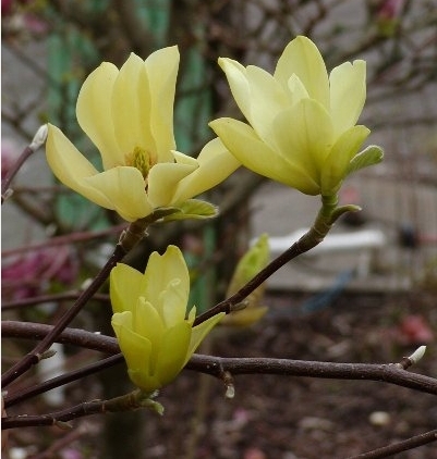 magnolia - magnolia
