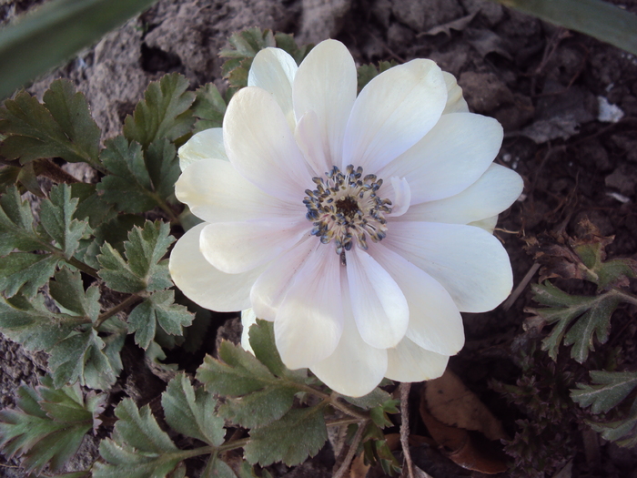 DSC07546 - GRADINA  2011