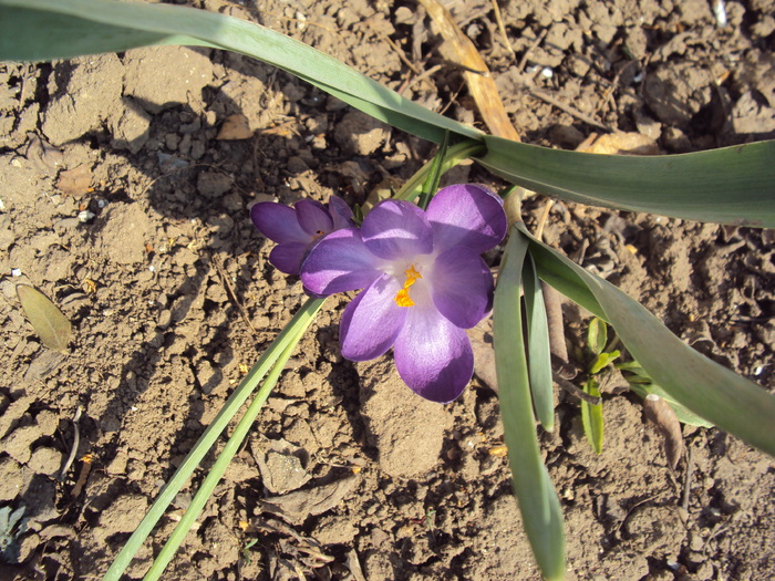 DSC07549 - GRADINA  2011