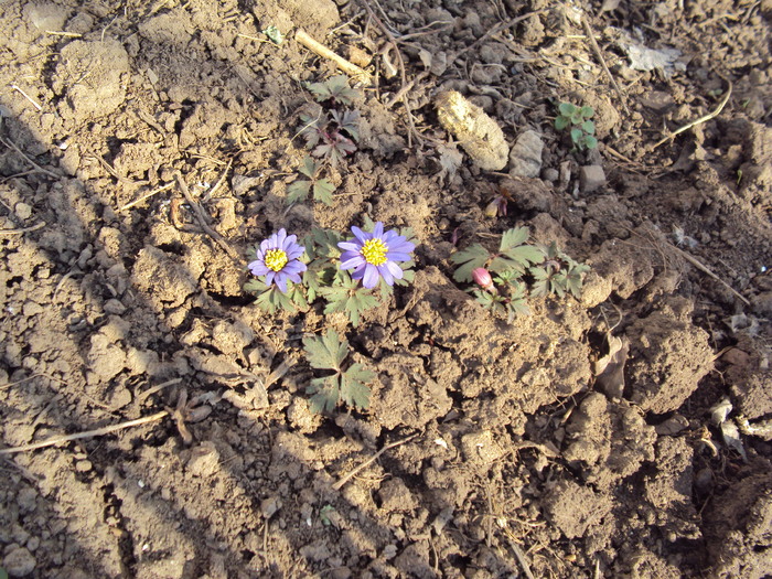 DSC07551 - GRADINA  2011