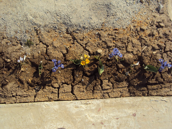 DSC07552 - GRADINA  2011