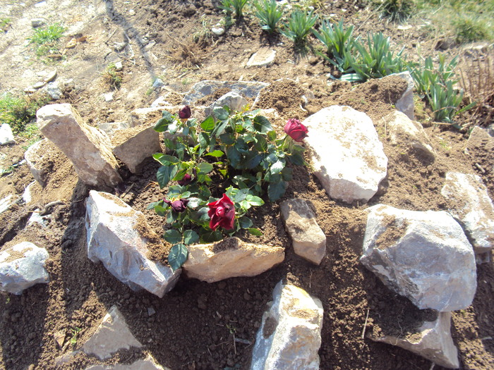 DSC07569 - GRADINA  2011
