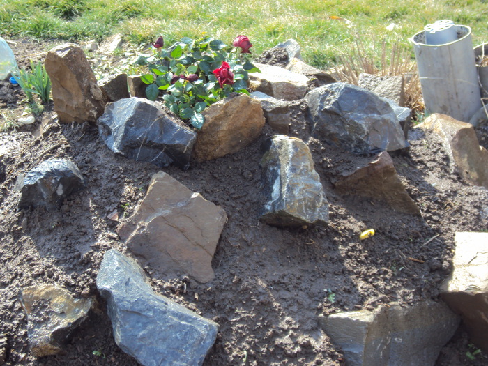 DSC07571 - GRADINA  2011