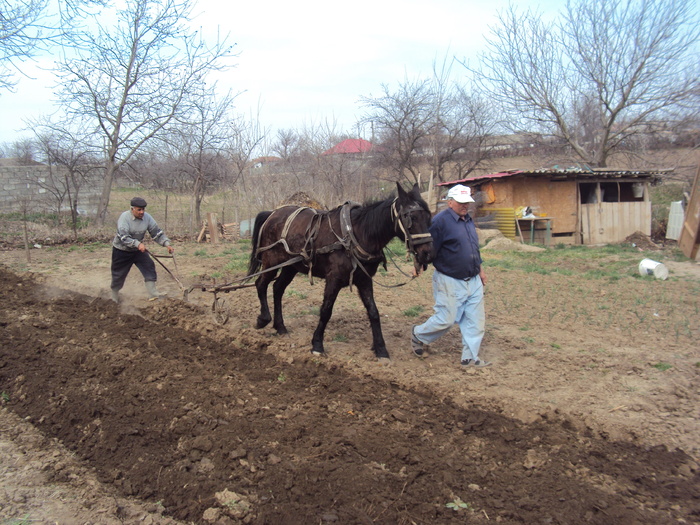 arat traditional - GRADINA  2011