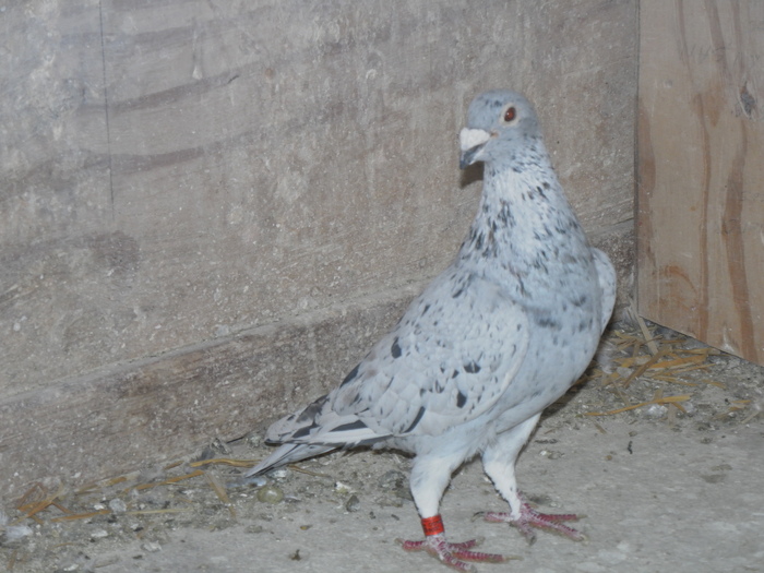 SAM_0252 - porumbei mei