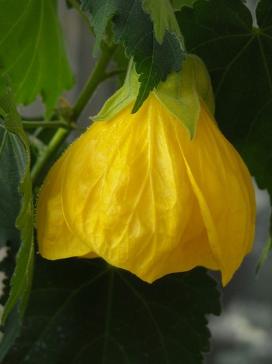 Picture 045 - Abutilon