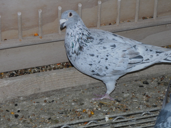 SAM_0126 - porumbei mei