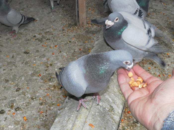 _0279 MANANCA ALUNE - porumbei mei