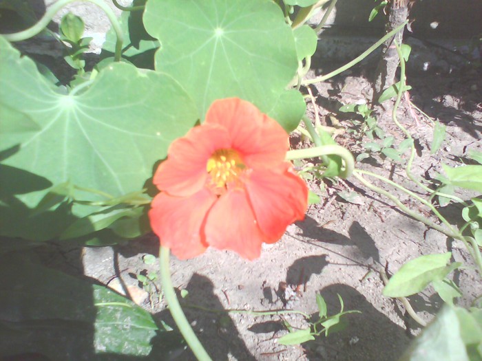 conduras orange inchis - condurasi