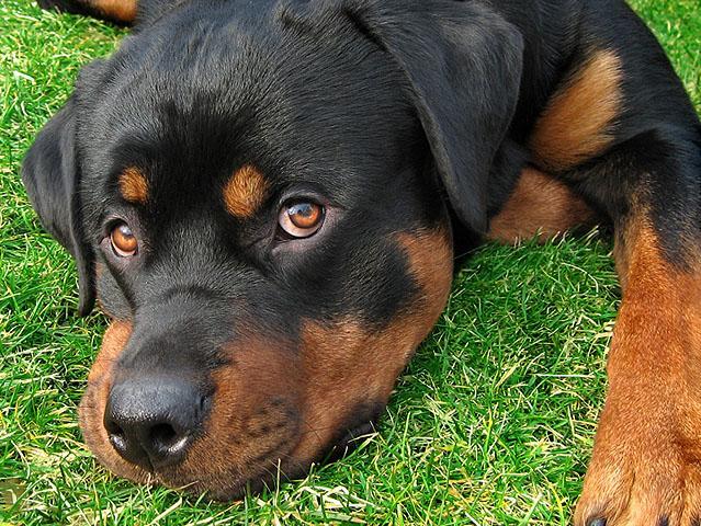 Rottweiler - 123-LUCRURI FAV