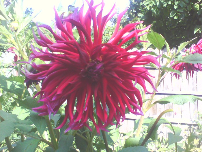 dalie grena cu floare mare