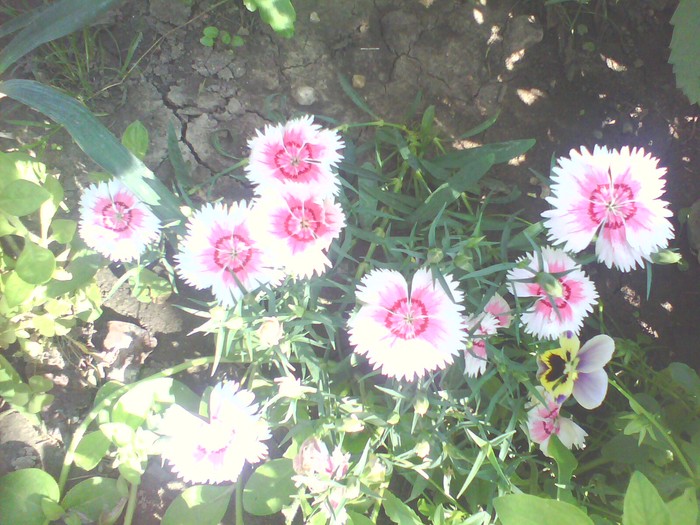 dianthus chinesis - garofite dianthus