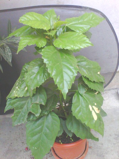 hibiscus impletit-experiment - hibiscus