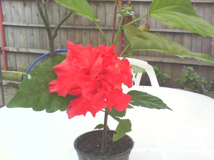 hibiscus rosu involt