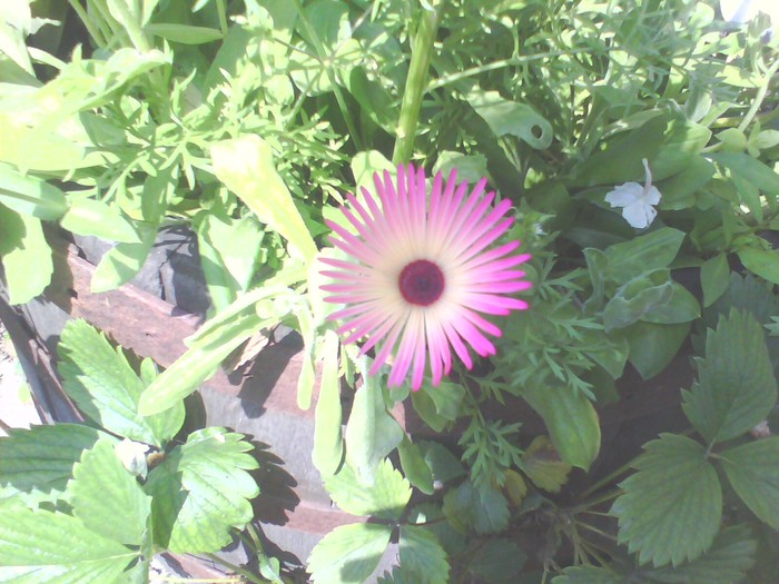 floare de amiaza - floare de amiaza
