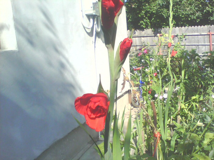 IMG0168A - gladiole