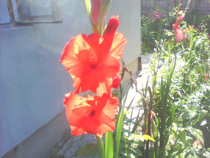 IMG0183A - gladiole