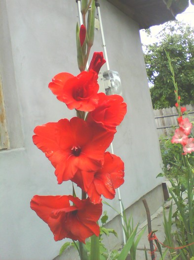 IMG0184A - gladiole