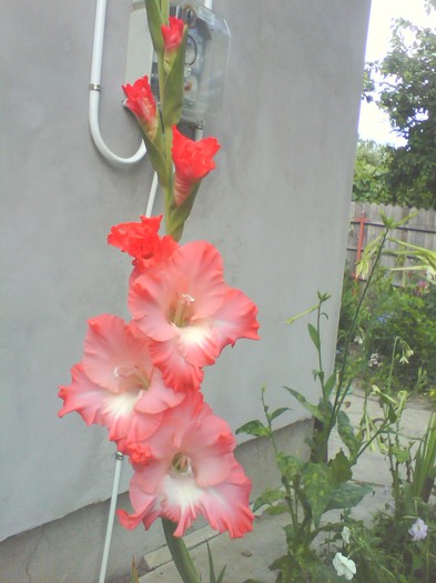 IMG0185A - gladiole