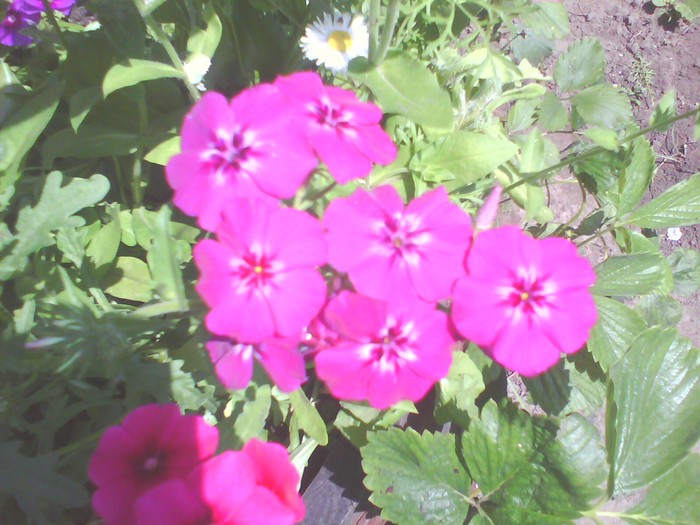 phlox drummondii - phlox drummondii