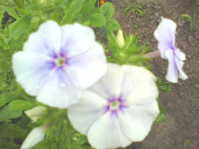 phlox drummondii alb