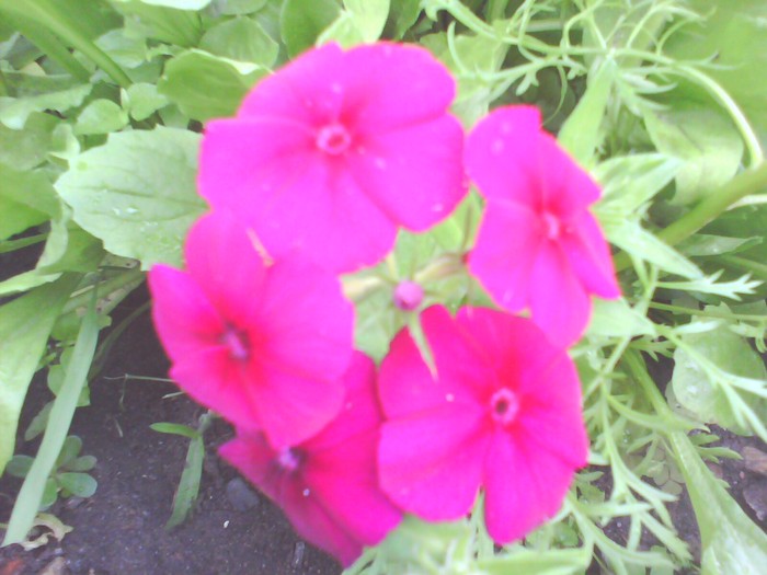 phlox drummondii roz - phlox drummondii