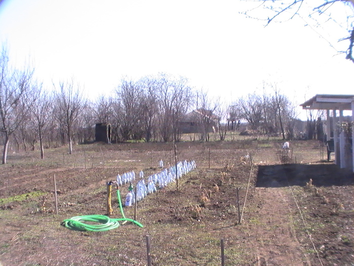 gradina - Gradina primavara 2011