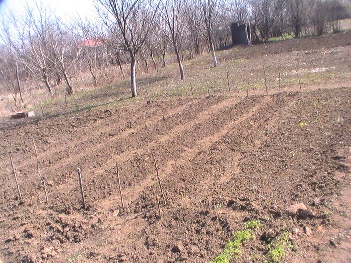 aici am pus mazarea - Gradina primavara 2011