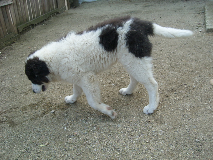 SL274455 - CIOBANESC DE BUCOVINA