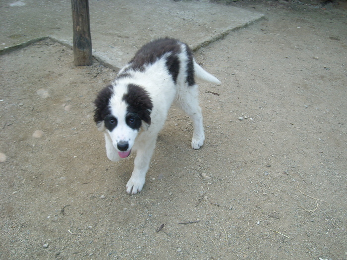 SL274460 - CIOBANESC DE BUCOVINA